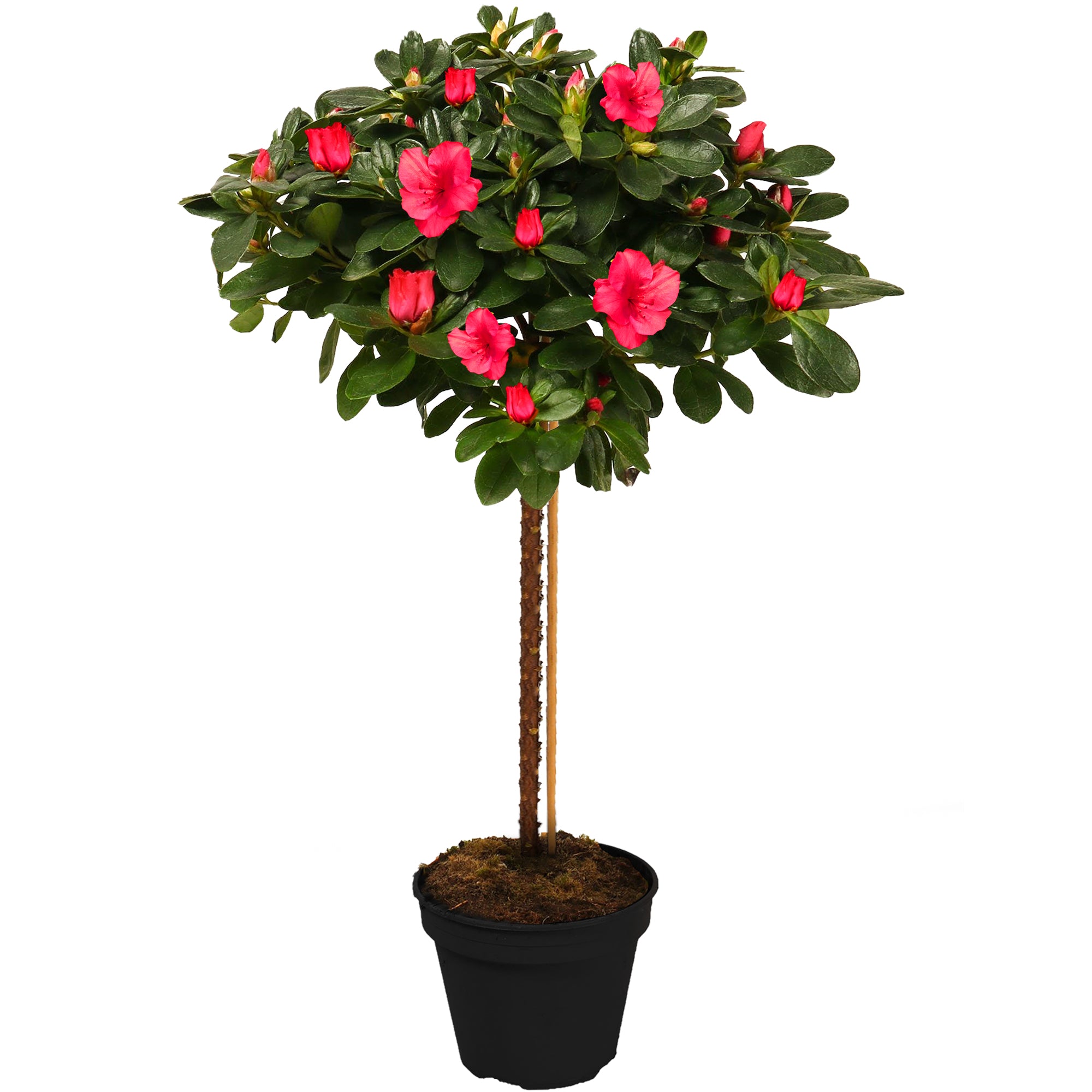 Red Azalea japonica Patio Tree | Japanese Azalea Tree – Gardeners Dream