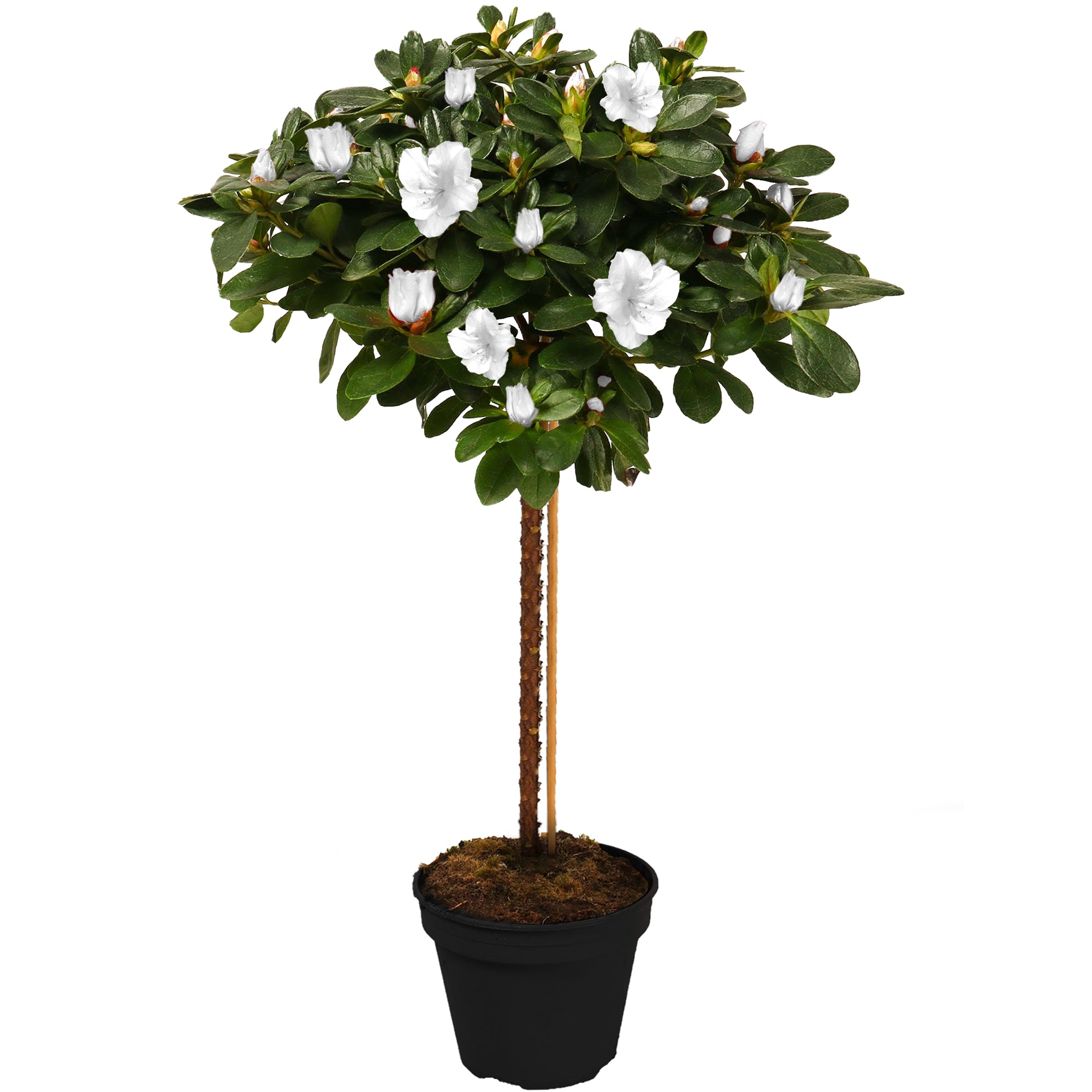 White Azalea japonica Patio Tree | Japanese Azalea Tree – Gardeners Dream