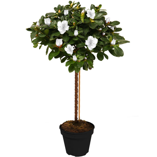 White Azalea japonica Patio Tree