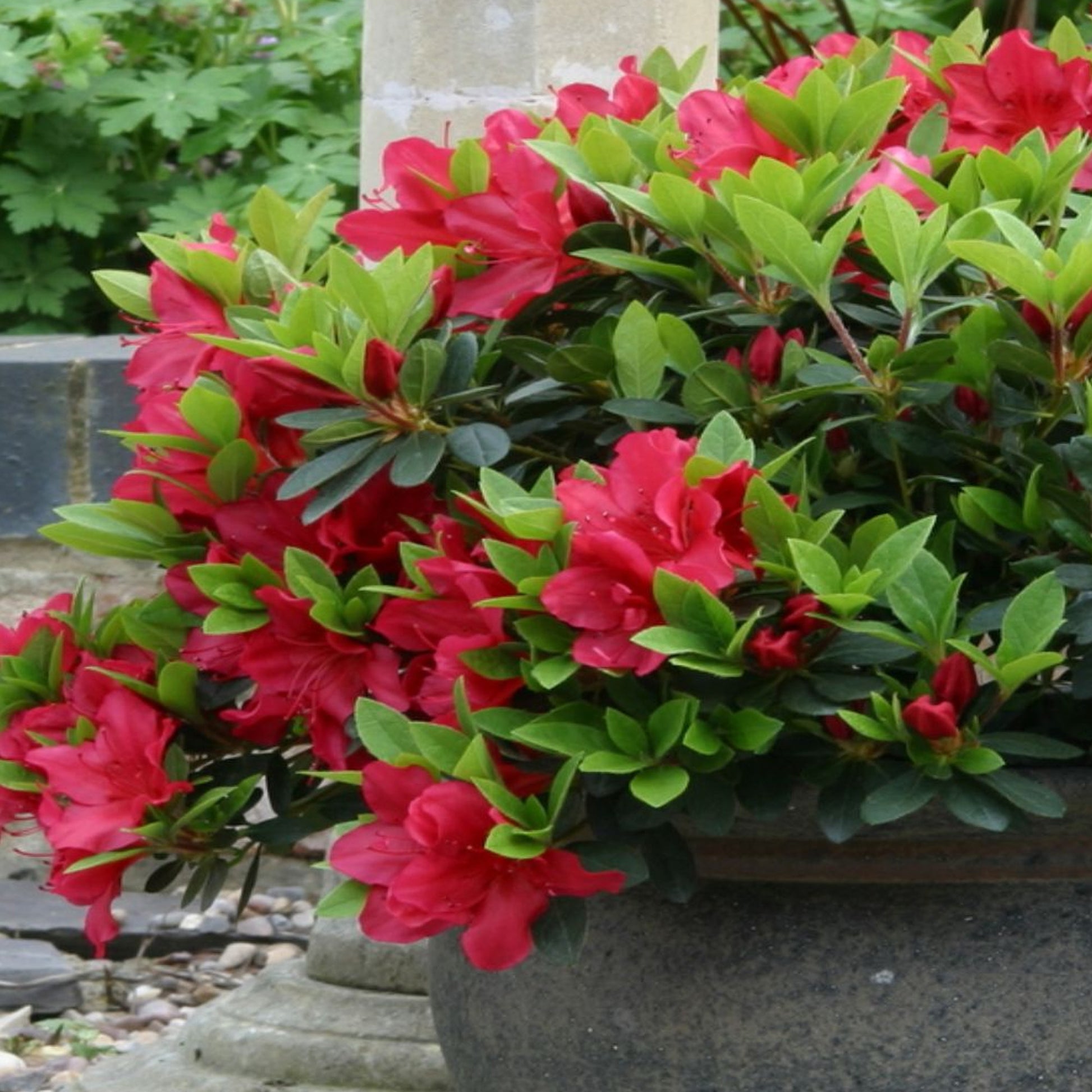 Azalea 'Arabesk'