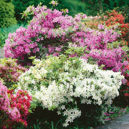 Azalea Mix | Mixed Varieties – Gardeners Dream