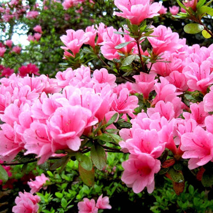 Pink Azalea japonica Patio Tree | Japanese Azalea Tree – Gardeners Dream