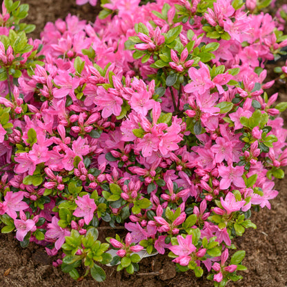 Azalea 'Kermesina' | Evergreen Azalea – Gardeners Dream