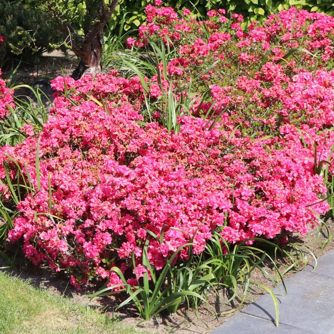 Azalea 'Rokoko' | Azalea – Gardeners Dream