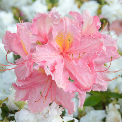 Azalea 'Strawberry Ice' | Azalea – Gardeners Dream