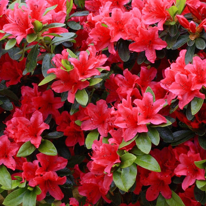 Azalea 'Red' | Japanese Azalea – Gardeners Dream
