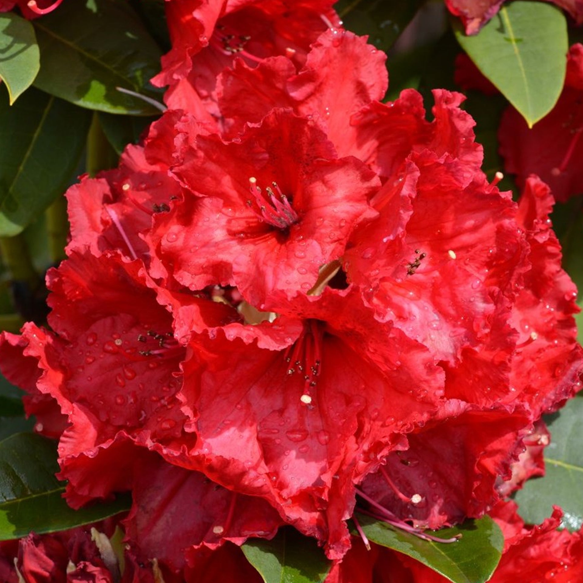 Azalea Red