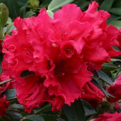 Azalea 'Red' | Japanese Azalea – Gardeners Dream