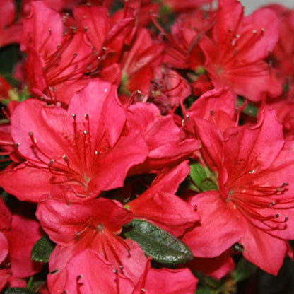Azalea 'Red' | Japanese Azalea – Gardeners Dream