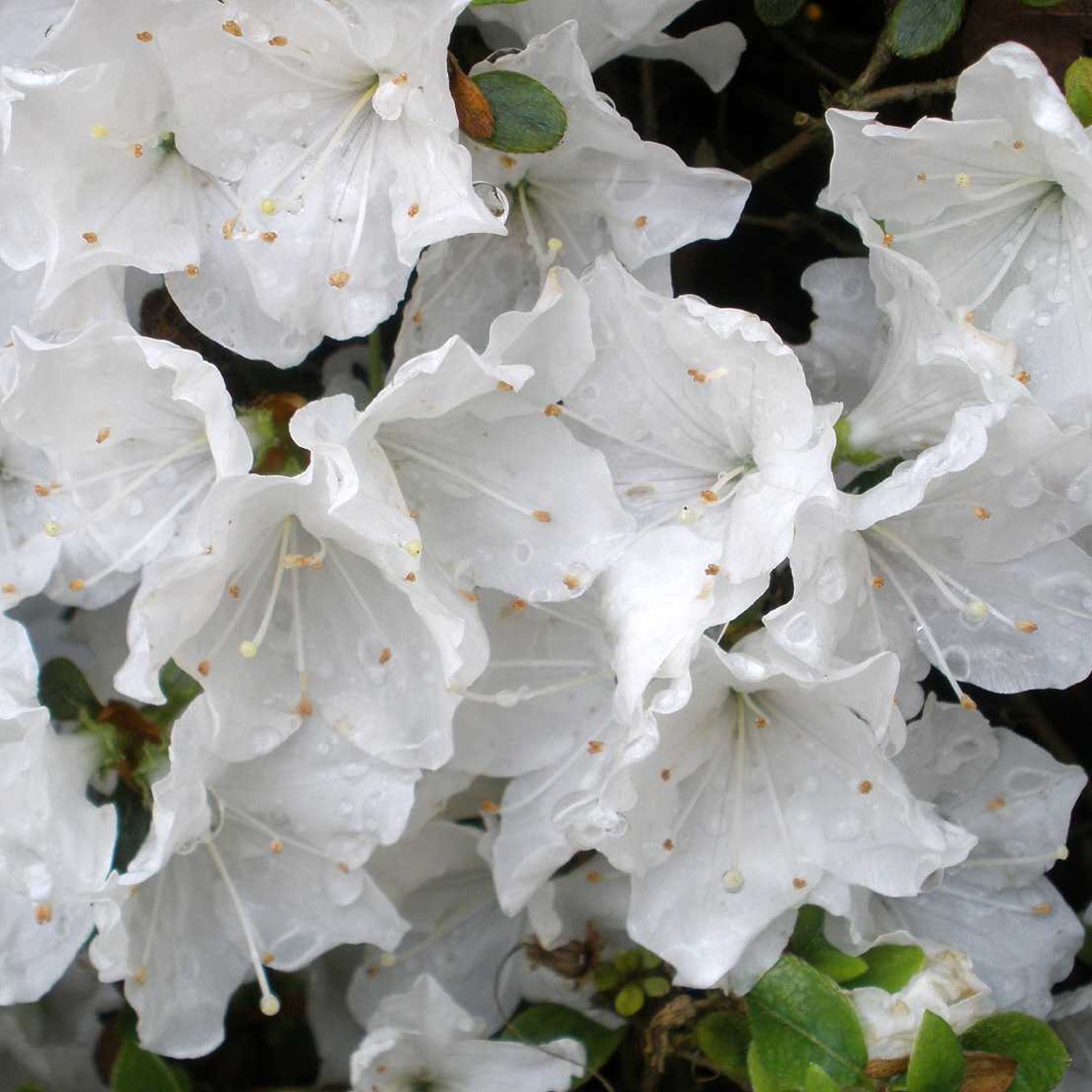Azalea White