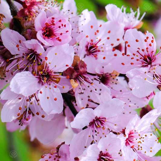 Prunus 'Nigra'