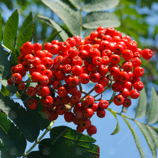 Sorbus 'Aspleniifolia'