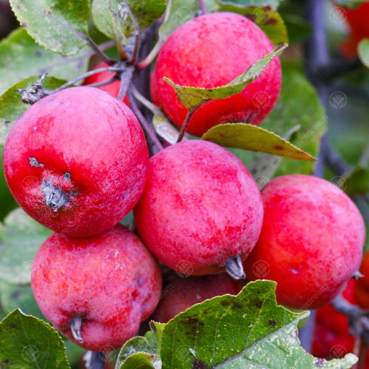 Malus 'Neville Copeman'