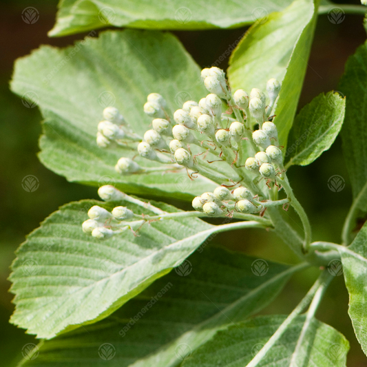 Sorbus 'Lutescens'