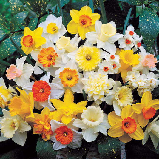 Daffodil Garden Mix