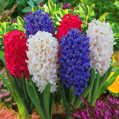 Hyacinth Garden Mix | Hyacinth Bulbs – Gardeners Dream