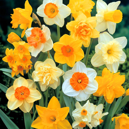 Narcissus Rockery Mix