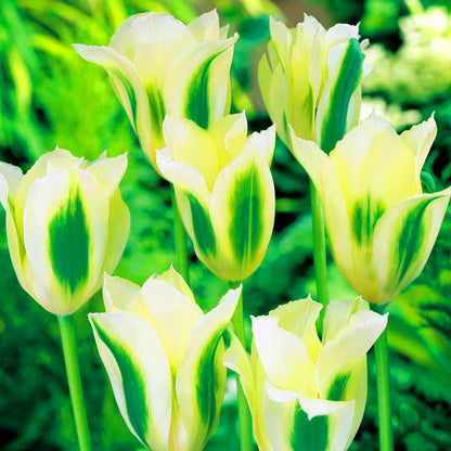 Spring Tulip Tracable Tulip 'Spring Green' | Viridiflora Tulip – Gardeners Dream
