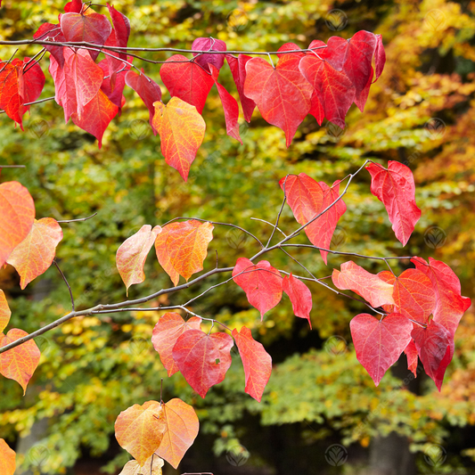 Cercis 'Forest Pansy'