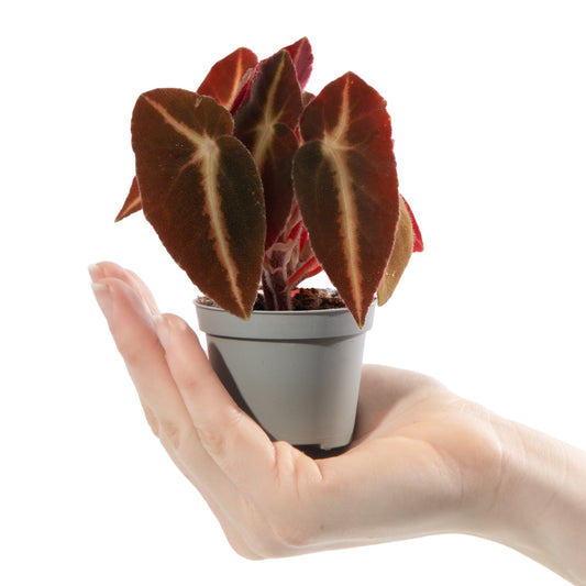 Baby Begonia rex 'Listada'