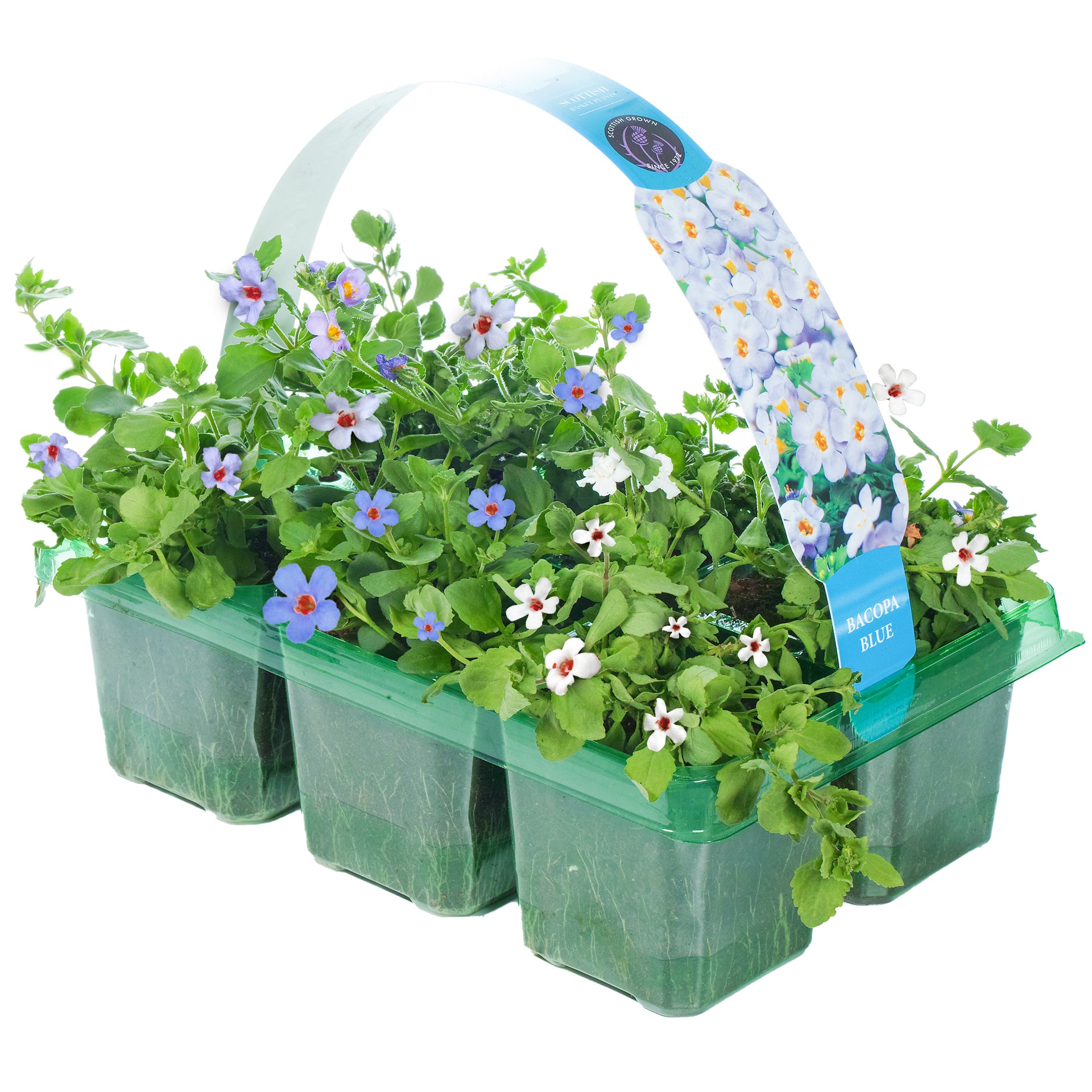 Bacopa Basket Plants