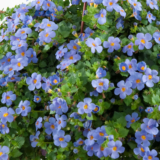 Bacopa Blue Basket Plants