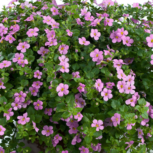 Bacopa Pink Basket Plants