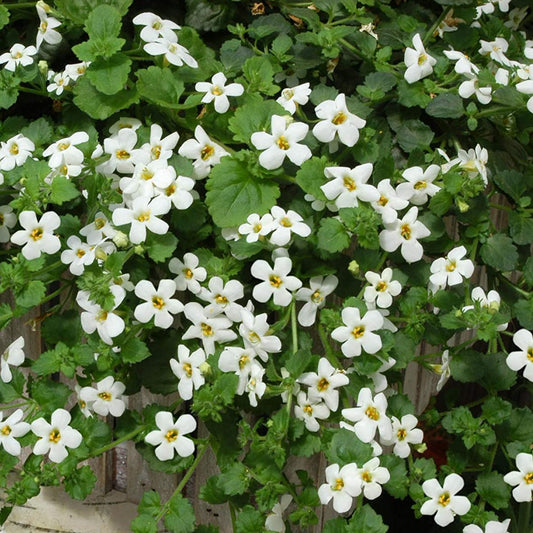 Bacopa White Basket Plants