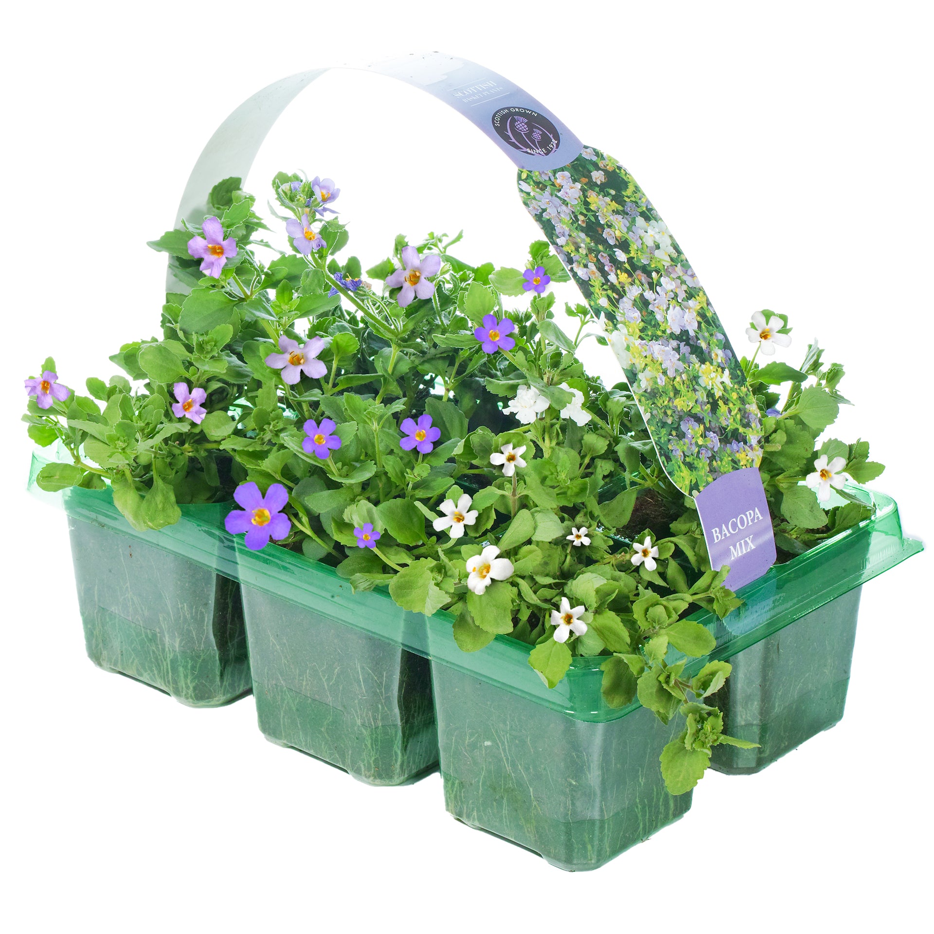 Bacopa Basket Plants