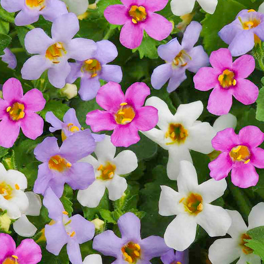 Bacopa Mixed Basket Plants
