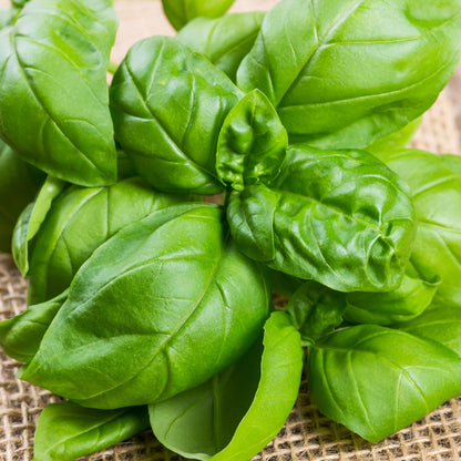 Basil Common | Basil – Gardeners Dream