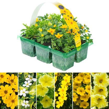 Yellow Shades Mixed Basket Plants | Mixed Varieties – Gardeners Dream
