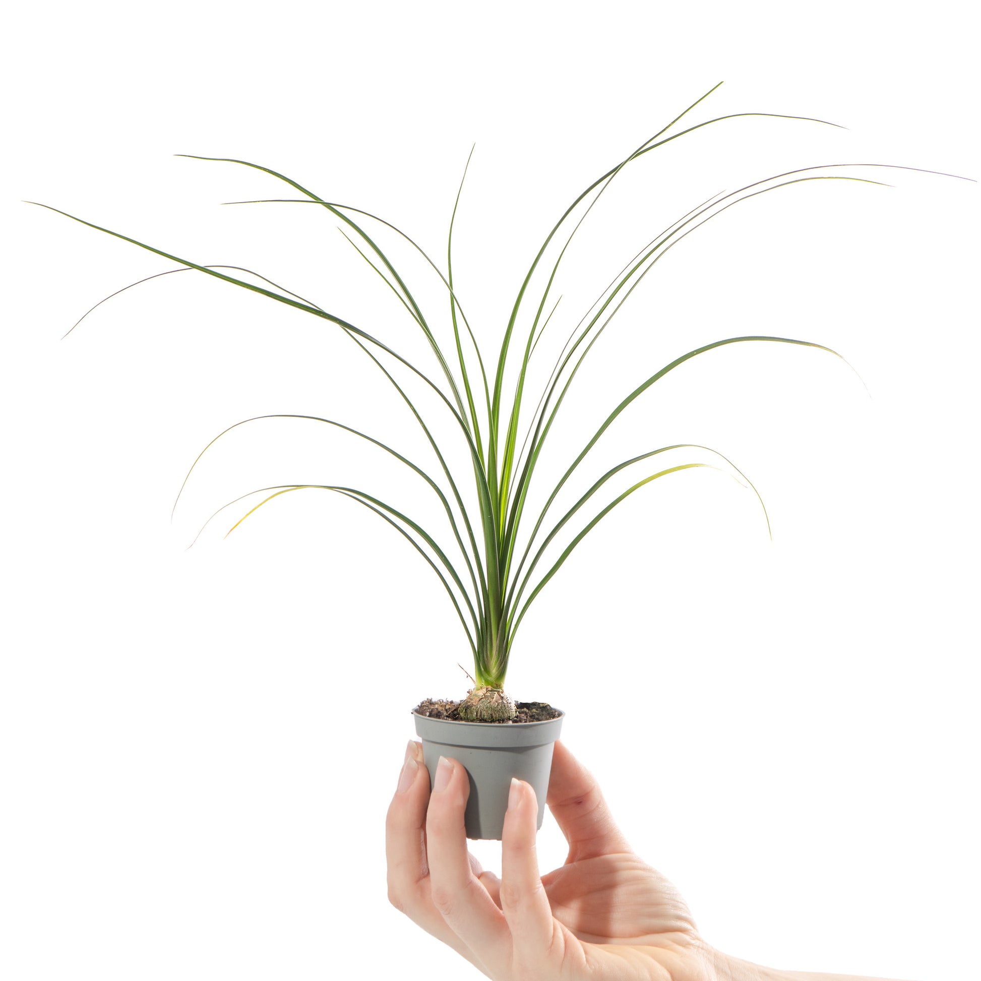 gardenersdream ponytail palm beaucarnea nolina tall Ponytail Palm