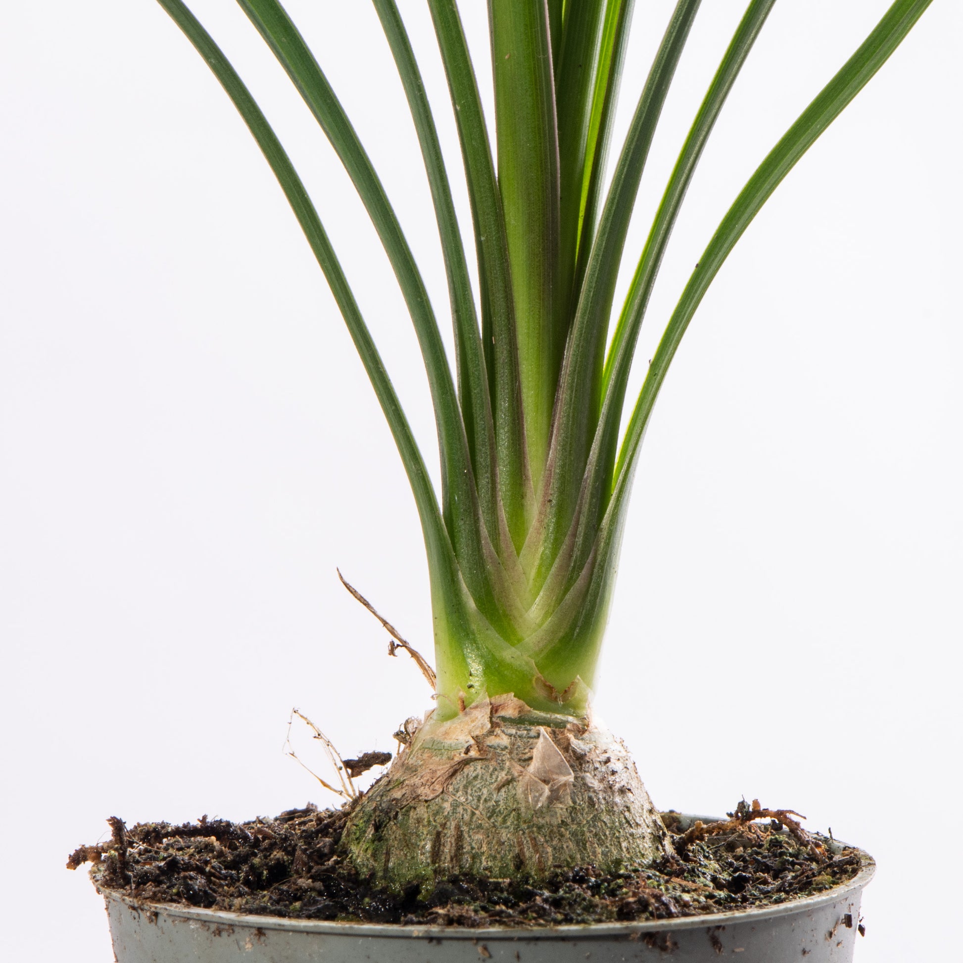 buy ponytail palm uk Ponytail Palm