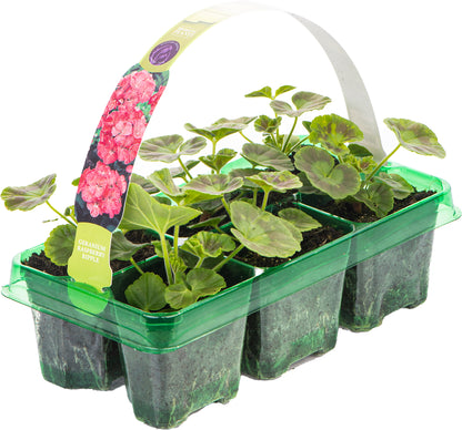 Geranium F1 Horizon Raspberry Ripple Bedding Plants | Cranesbill ...