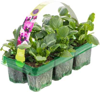 Pansy Raspberry Sundae | Garden Pansy – Gardeners Dream