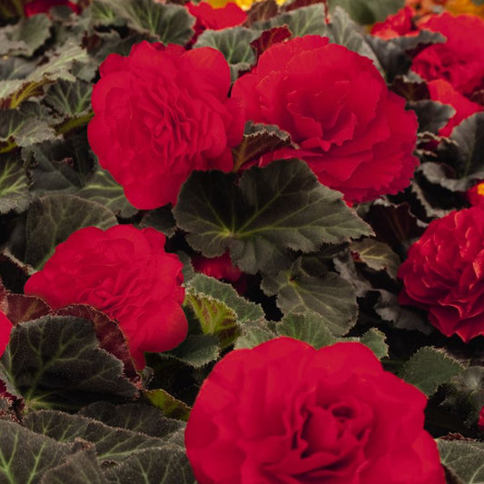 Begonia Mocca Cherry Basket Plants