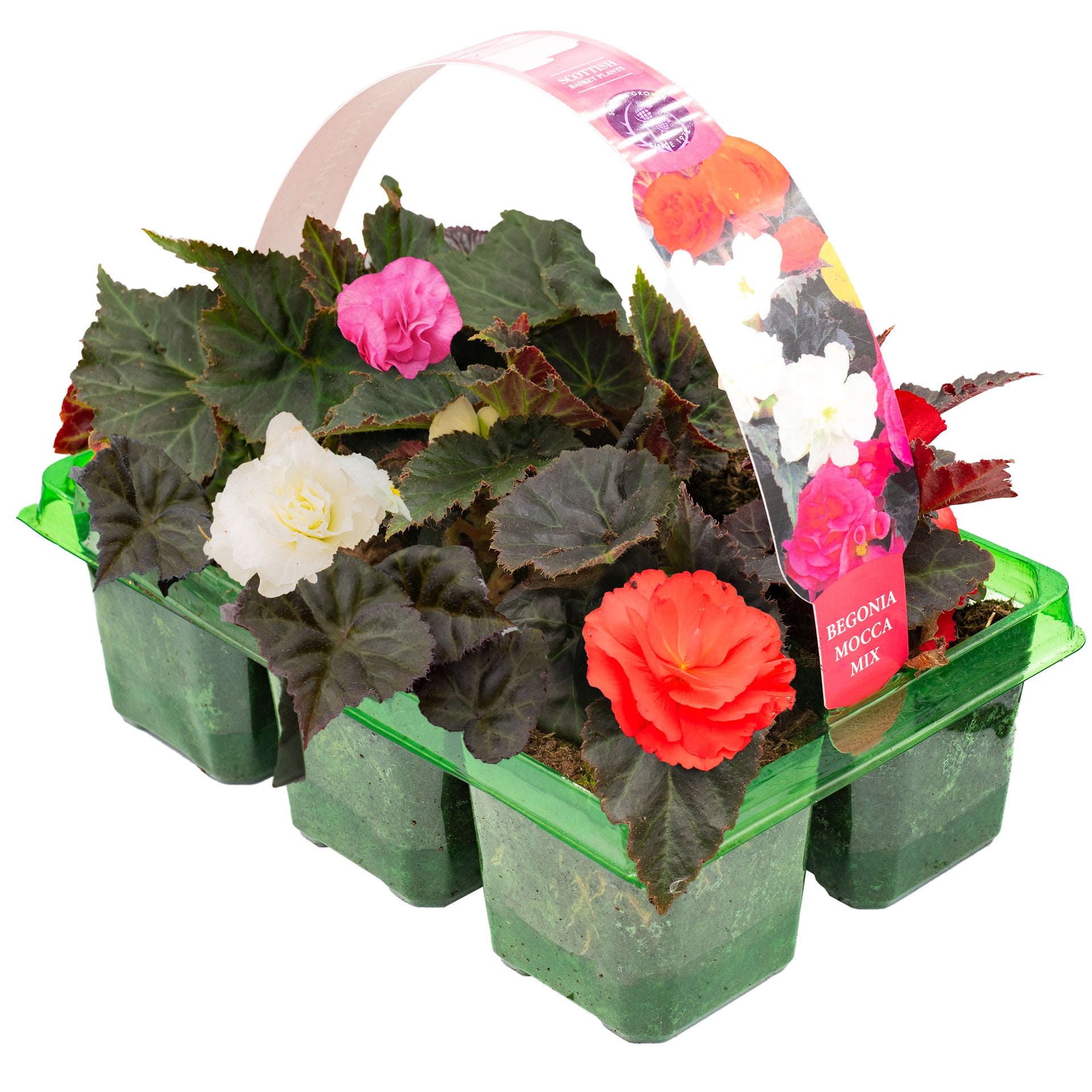 Begonia Mocca Basket Plants