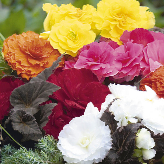 Begonia Mocca Mixed Basket Plants