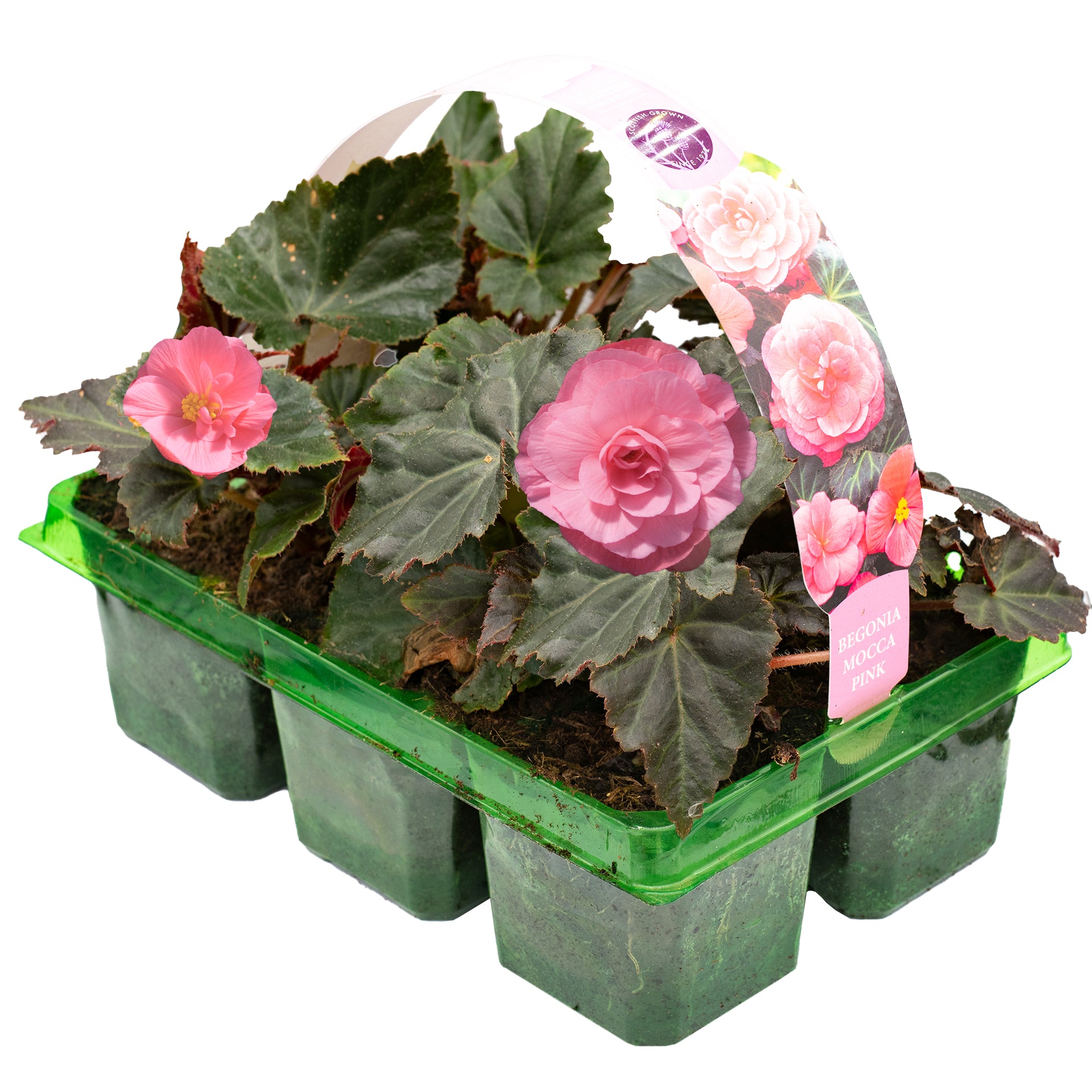 Begonia Mocca Basket Plants