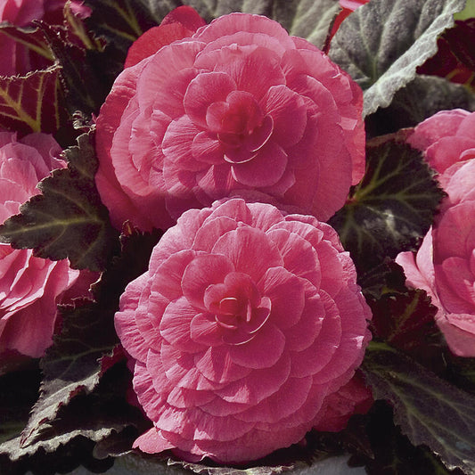 Begonia Mocca Pink Basket Plants