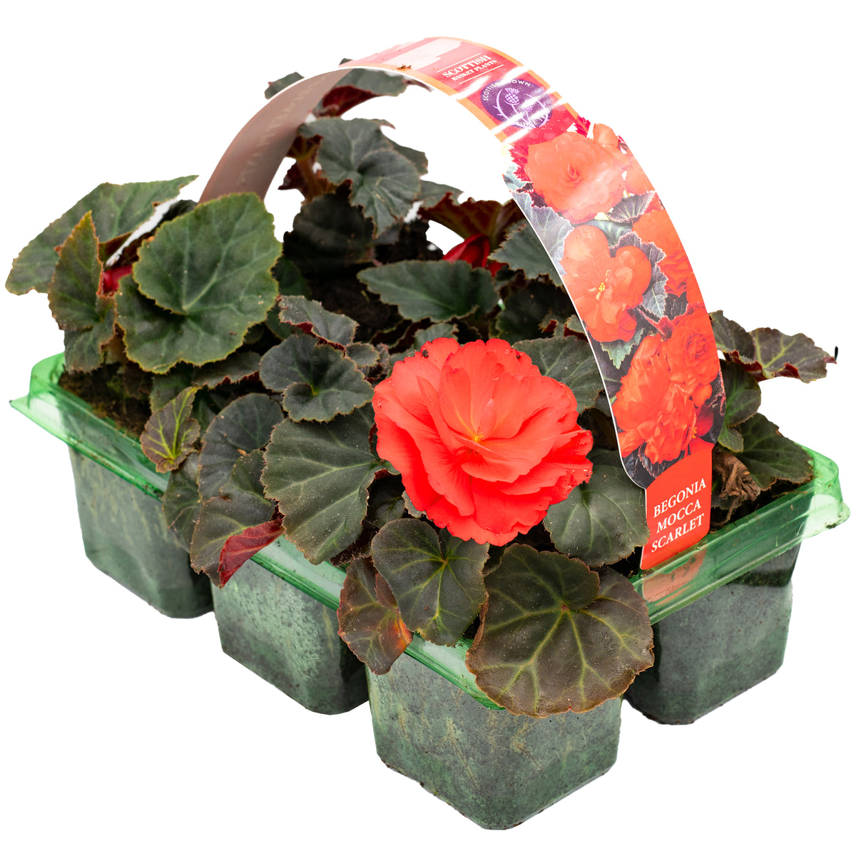 Begonia Mocca Scarlet Basket Plants