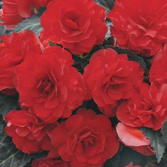 Begonia Mocca Scarlet Red Basket Plants