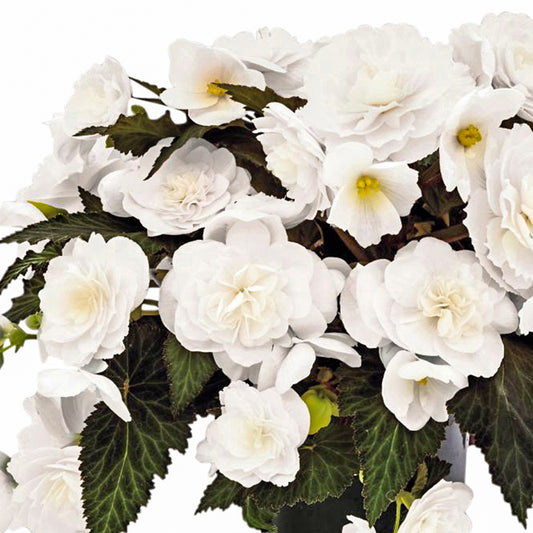 Begonia Mocca White Basket Plants