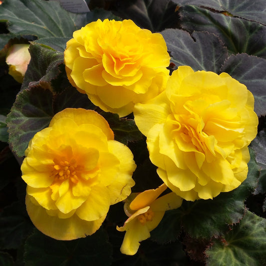 Begonia Mocca Yellow Basket Plants