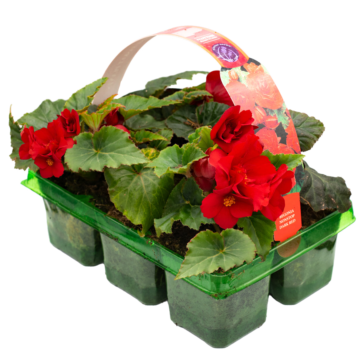 Begonia Non Stop Dark Basket Plants