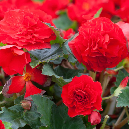 Begonia Non-Stop Dark Red Basket Plants