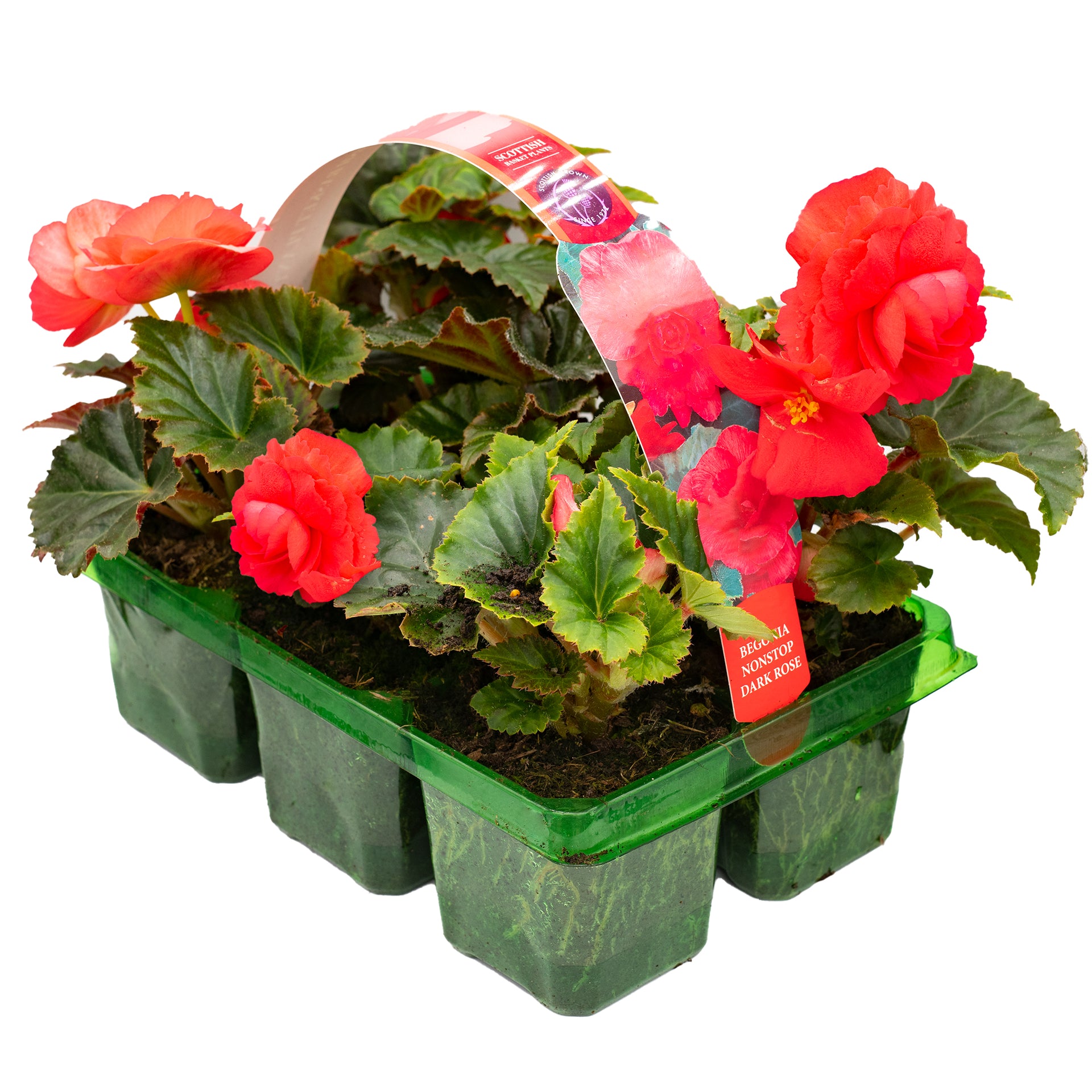Begonia Non Stop Dark Basket Plants