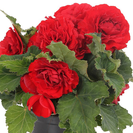 Begonia Non-Stop Dark Rose Basket Plants
