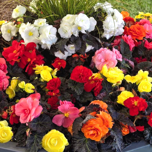 Begonia Non-Stop Mixed Basket Plants